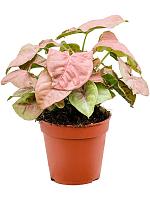 Сингониум Неон пинк H26 D12 см