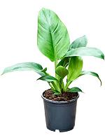 Филодендрон Империал Грин H35 D13 см