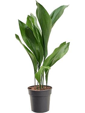 Аспидистра Элатиор высокая Аспидистра Элатиор высокая