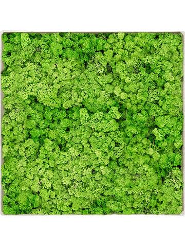 Картина из мха nova frame antique white-concrete 100% reindeer (light grass green) Картина из мха nova frame antique white-concrete 100% reindeer (light grass green)