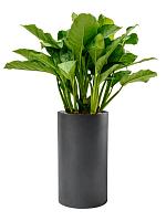 Кашпо Baq basic cylinder dark grey (mit einsatz) D30 H55 см