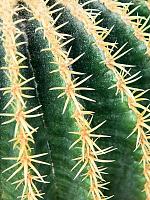 Эхинокактус Грузони Интермедиус H30 D25 см