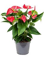 Антуриум Андрианум Сиерра красный H55 D17 см
