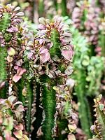 Молочай треугольный (Эуфорбия Тригона Рубра) H100 D30 см