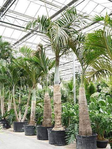 Гиофорба Вершаффельта бутылочная