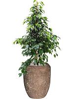 Фикус Бенджамина Даниэль H145 D27 см