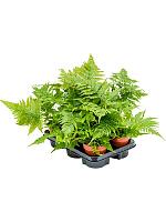 Дриоптерис Эритросора H40 D12 см
