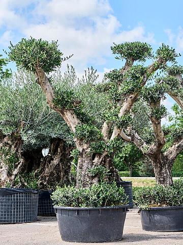 Оливковое дерево (Олива европейская)