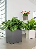 Калатея Орбифолия H30 D12 см