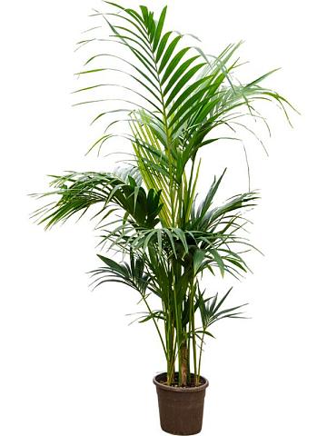 Ховея Форстера