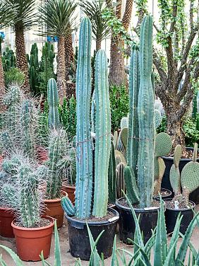 Кактус Сан-Педро (Трихоцереус Пачаной) Кактус Сан-Педро (Трихоцереус Пачаной)