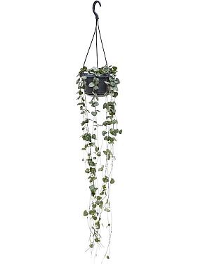 Церопегия Вуда ампельная Церопегия Вуда ампельная