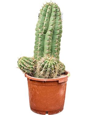 Эхинопсис Атакаменсис Пасакана Эхинопсис Атакаменсис Пасакана