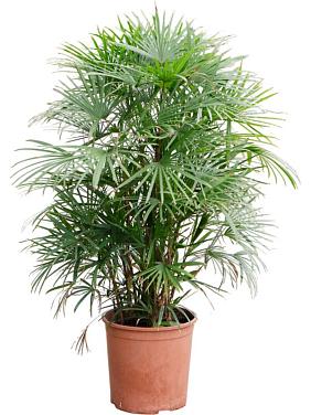 Рапис многорассеченный Рапис многорассеченный