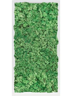 Картина из мха mdf ral 9010 satin gloss 100% reindeer moss (grass green) Картина из мха mdf ral 9010 satin gloss 100% reindeer moss (grass green)