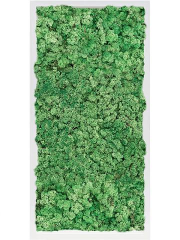 Картина из мха mdf ral 9010 satin gloss 100% reindeer moss (grass green) Картина из мха mdf ral 9010 satin gloss 100% reindeer moss (grass green)