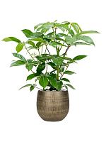 Шеффлера Амате 2 ствола H90 D24 см Шеффлера Амате 2 ствола H90 D24 см