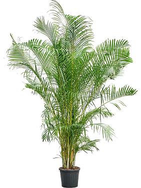 Арека Хризалидокарпус (Дипсис желтоватый) Арека Хризалидокарпус (Дипсис желтоватый)