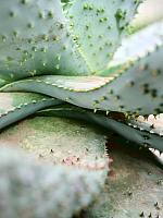 Алоэ Марлота H180 D60 см