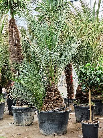 Финик Пальчатый