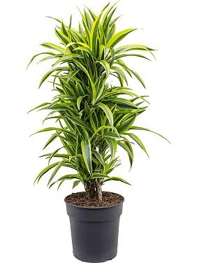 Драцена Фрагранс Лемон Лайм разветвленная Драцена Фрагранс Лемон Лайм разветвленная