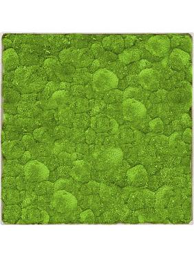 Картина из мха nova frame antique white-concrete 100% ball moss Картина из мха nova frame antique white-concrete 100% ball moss