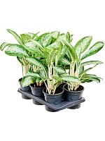 Аглаонема Анук H60 D17 см