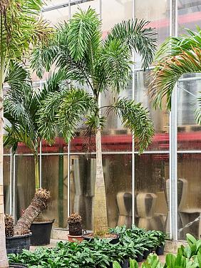 Водиетия Бифурката (Пальма Лисий хвост) Водиетия Бифурката (Пальма Лисий хвост)