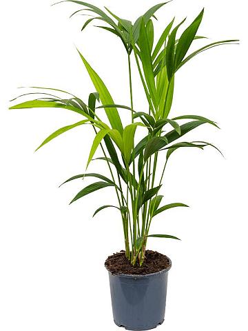 Ховея Форстера