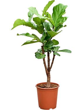 Фикус Лирата разветвленный Фикус Лирата разветвленный