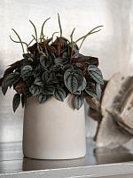 Кашпо Ceramic sofia xs funghi beige D9 H11 см Кашпо Ceramic sofia xs funghi beige D9 H11 см
