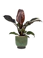 Филодендрон Империал Ред H50 D19 см