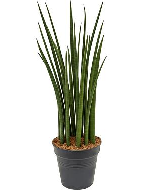 Сансевиерия Цилиндрика Спайк Сансевиерия Цилиндрика Спайк