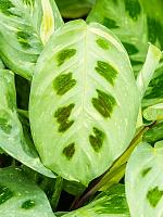 Маранта Фиеста беложильчатая H35 D12 см