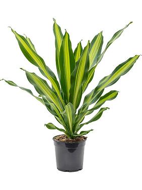 Драцена Фрагранс Берли Драцена Фрагранс Берли