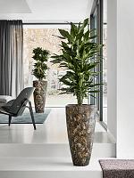 Драцена Фрагранс Джанет Линд разветвленная H90 D24 см