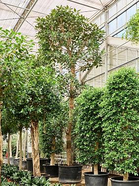 Фикус Крупнолистный Фикус Крупнолистный