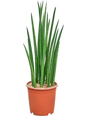 Сансевиерия Цилиндрика Спайк