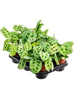 Маранта Фиеста беложильчатая H35 D12 см