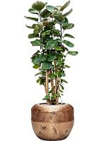 Полисциас Фабиан H100 D27 см