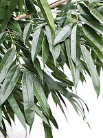 Лонгифолия искусственная W300 H400 см Лонгифолия искусственная W300 H400 см