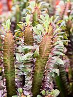 Молочай треугольный (Эуфорбия Тригона Рубра) H80 D19 см