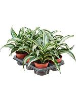 Драцена Фрагранс Джейд Джевел H25 D12 см