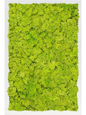 Картина из мха mdf ral 9010 satin gloss 100% reindeer moss (spring green) Картина из мха mdf ral 9010 satin gloss 100% reindeer moss (spring green)