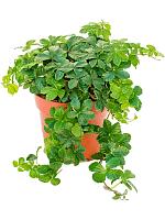 Партеноциссус Стриата H25 D12 см