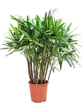 Рапис высокий Рапис высокий