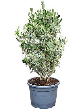 Оливковое дерево (Олива европейская)