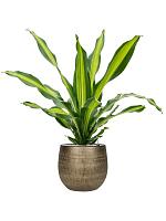 Драцена Фрагранс Берли H80 D24 см