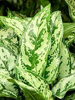 Аглаонема Ромео H55 D17 см