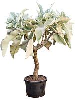 Каланхоэ Бехарское H140 D35 см